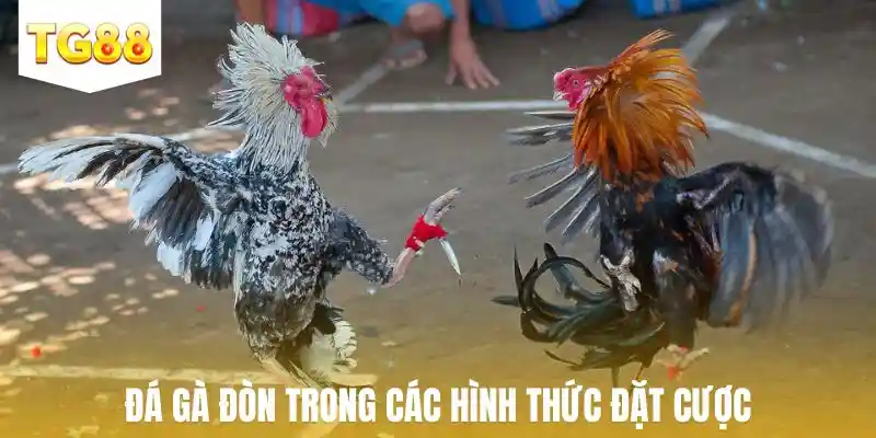 Đá gà đòn trong các hình thức đặt cược